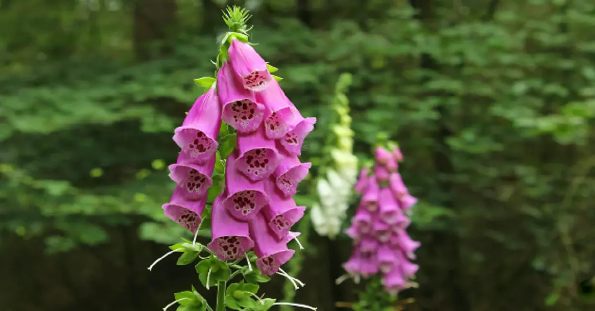 Foxglove Gumshoe: Uncovering Its Mystique and Purpose